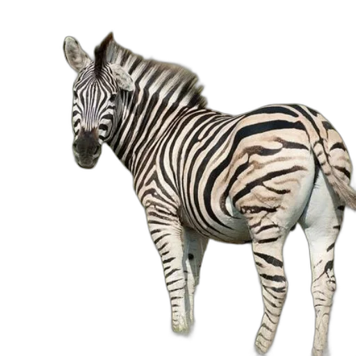 animal, creature, furniture, jewelry transparent PNG cut-out