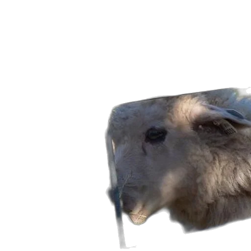 animal, creature, face, hat transparent PNG cut-out