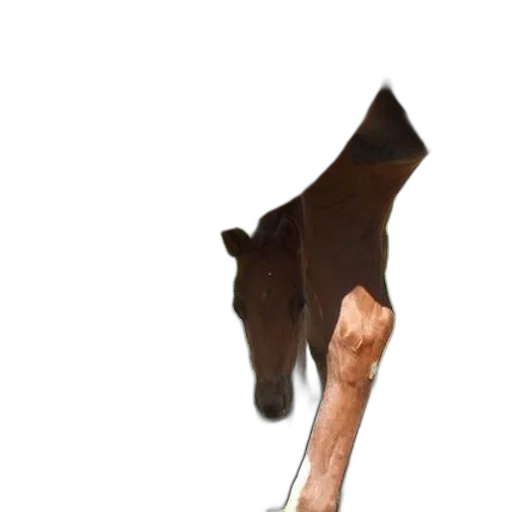 staff, weapon, animal, food transparent PNG cut-out