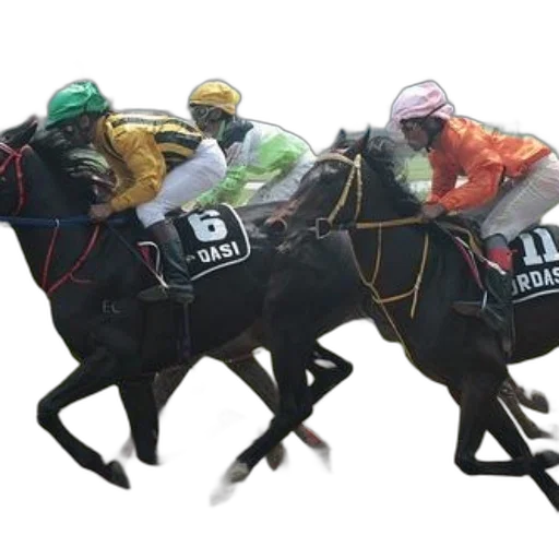 horse, racing, action, jockeys transparent PNG cut-out
