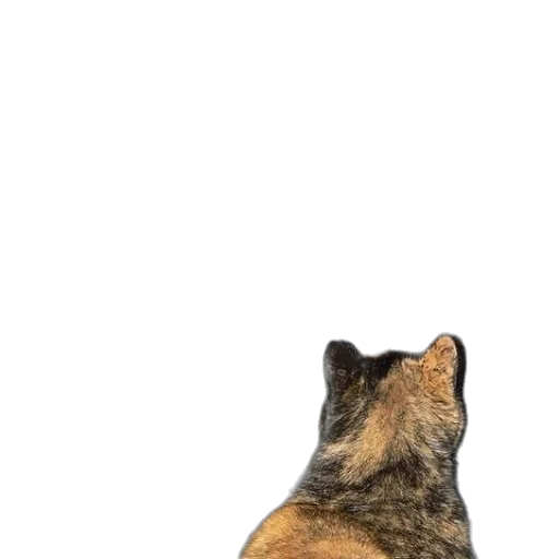 animal, staff, creature, face transparent PNG cut-out