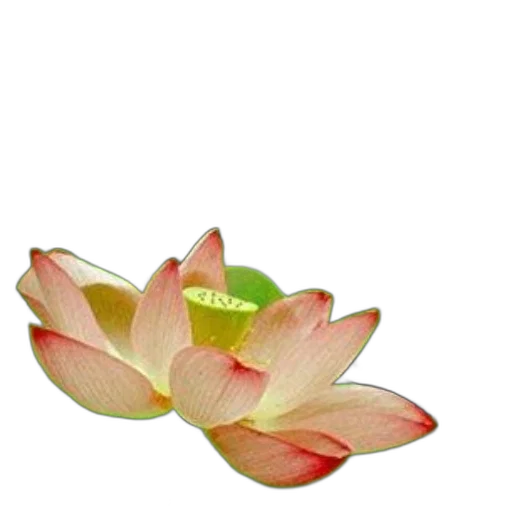 flower, jewelry, crown, staff transparent PNG cut-out