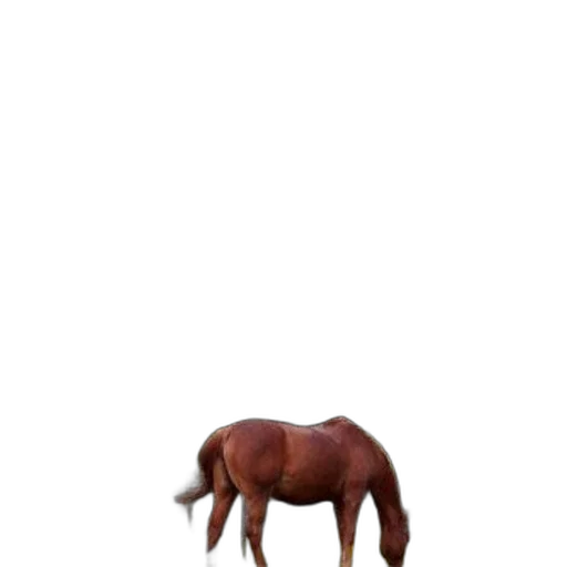 animal, furniture, creature, hat transparent PNG cut-out