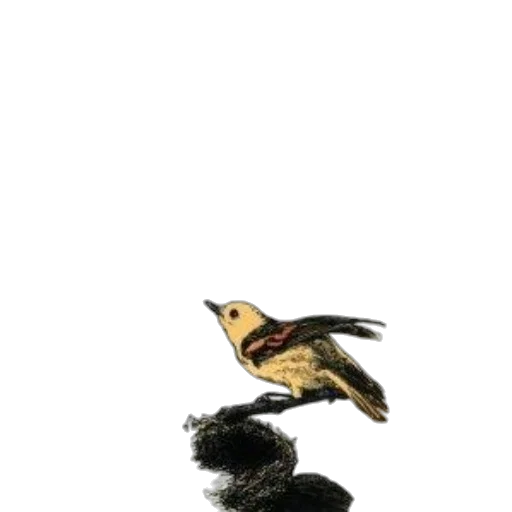 animal, dragon, crown, hair transparent PNG cut-out