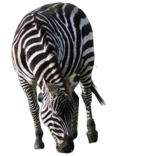 animal, creature, jewelry, staff transparent PNG cut-out