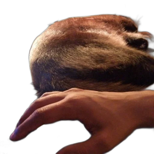 hair, mask, hat, face transparent PNG cut-out