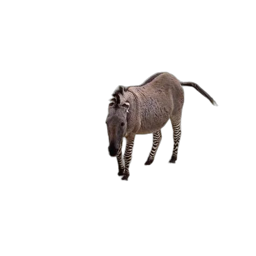 animal, creature, dragon, robot transparent PNG cut-out