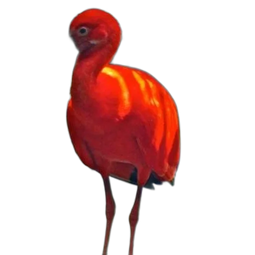 animal, creature, staff, crown transparent PNG cut-out