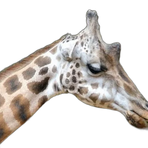 animal, face, mask, creature transparent PNG cut-out