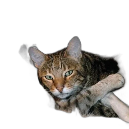 staff, animal, weapon, creature transparent PNG cut-out