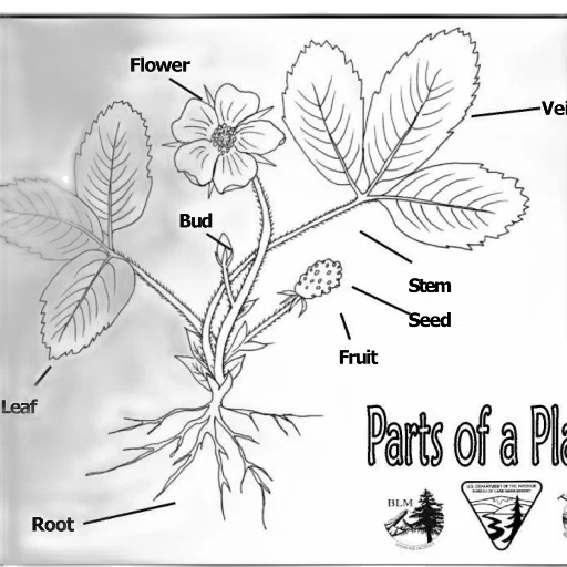 flower, food, staff, black transparent PNG cut-out