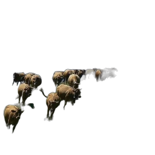animal, hair, weapon, creature transparent PNG cut-out