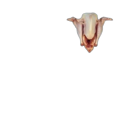 animal, mask, creature, face transparent PNG cut-out
