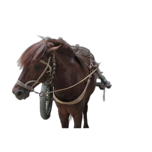 hat, animal, staff, jewelry transparent PNG cut-out