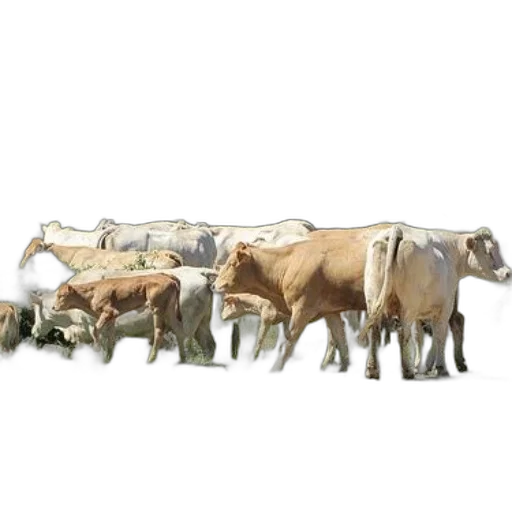animal, food, jewelry, concept art transparent PNG cut-out