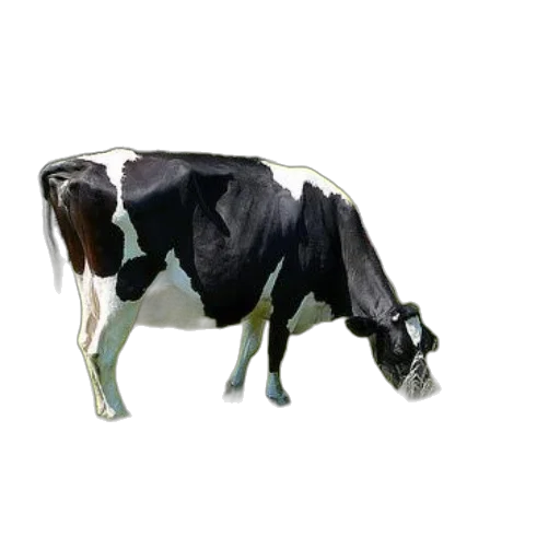 animal, creature, robot, food transparent PNG cut-out