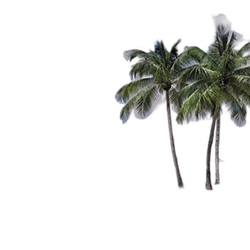 umbrella, tree, hat, hair transparent PNG cut-out