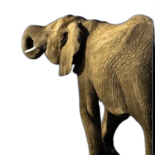 animal, creature, staff, mask transparent PNG cut-out