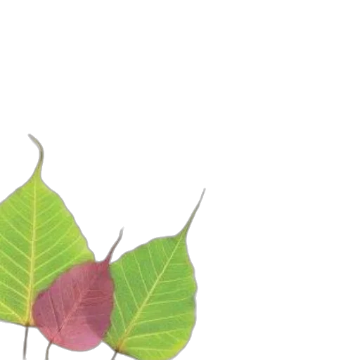 flower, umbrella, tree, staff transparent PNG cut-out