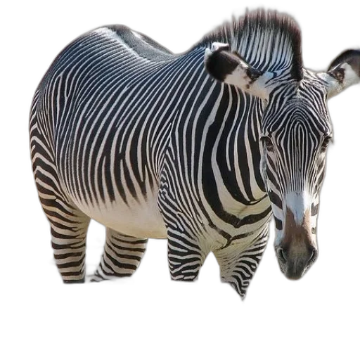 animal, creature, weapon, jewelry transparent PNG cut-out