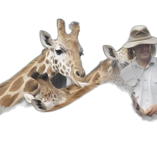 animal, hat, creature, staff transparent PNG cut-out