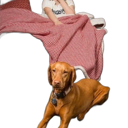 animal, furniture, creature, umbrella transparent PNG cut-out