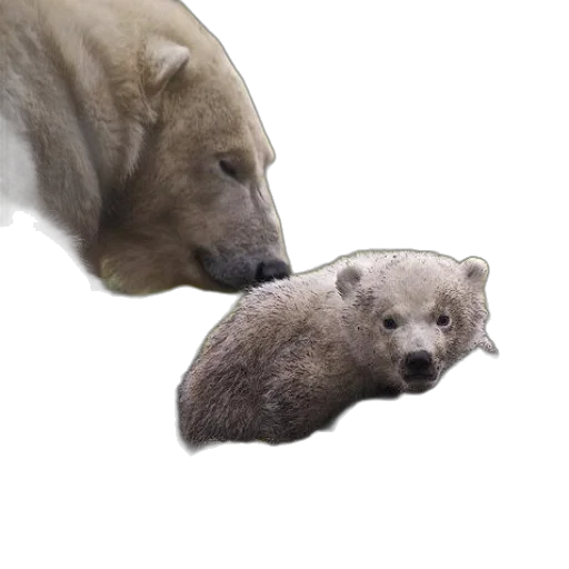 animal, creature, food, face transparent PNG cut-out