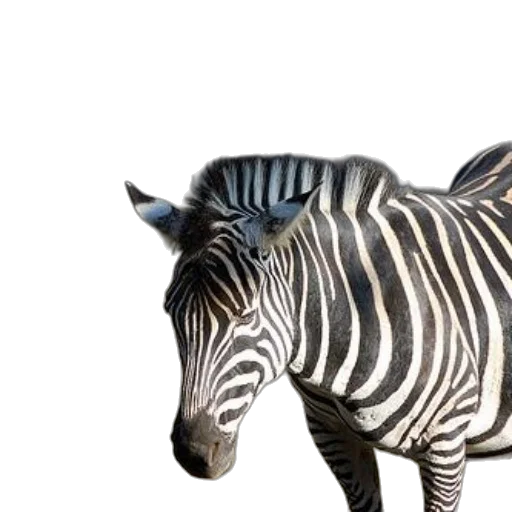 animal, creature, 3d render, photorealistic transparent PNG cut-out