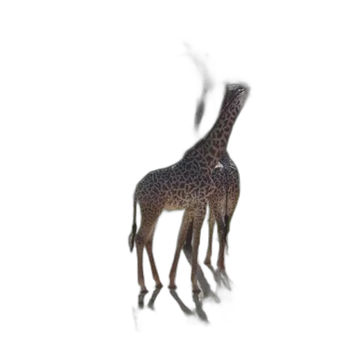 animal, creature, dragon, staff transparent PNG cut-out