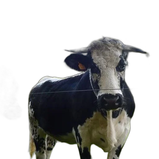 animal, creature, face, mask transparent PNG cut-out