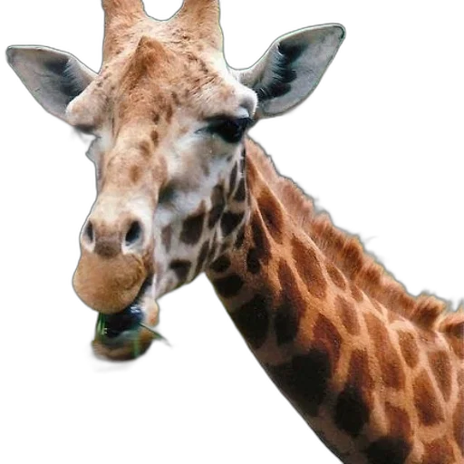 animal, creature, face, staff transparent PNG cut-out