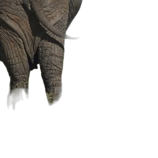 animal, creature, dragon, staff transparent PNG cut-out