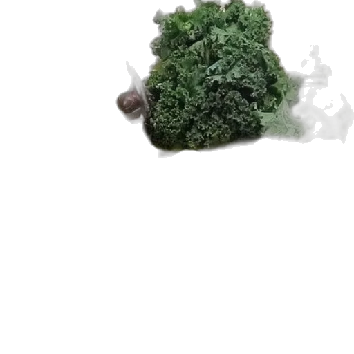 tree, food, crown, creature transparent PNG cut-out