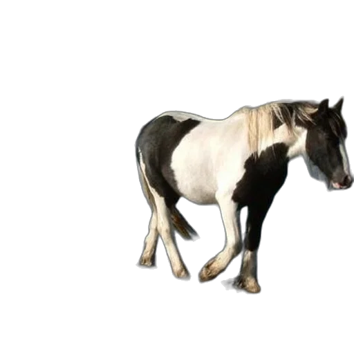 animal, creature, staff, weapon transparent PNG cut-out