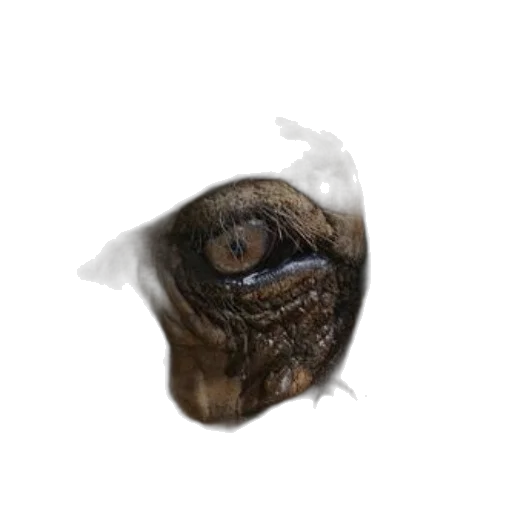 mask, face, creature, animal transparent PNG cut-out