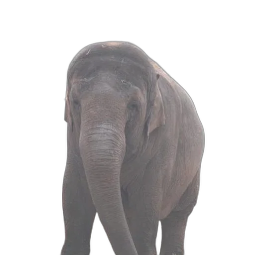animal, creature, staff, face transparent PNG cut-out