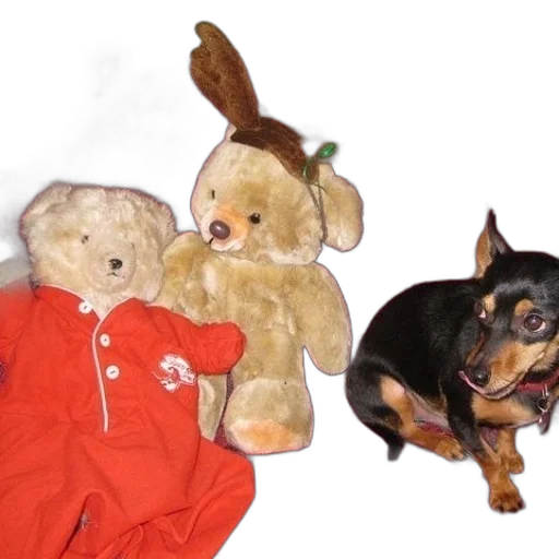 animal, dog, sits, bed transparent PNG cut-out