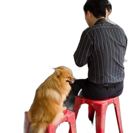 furniture, animal, staff, food transparent PNG cut-out