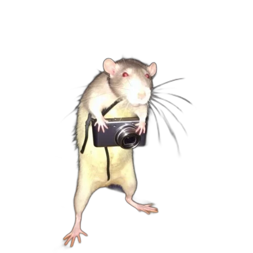animal, creature, food, jacket transparent PNG cut-out