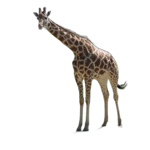 animal, creature, staff, weapon transparent PNG cut-out