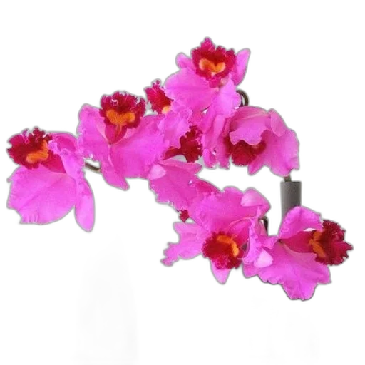flower, jewelry, crown, staff transparent PNG cut-out