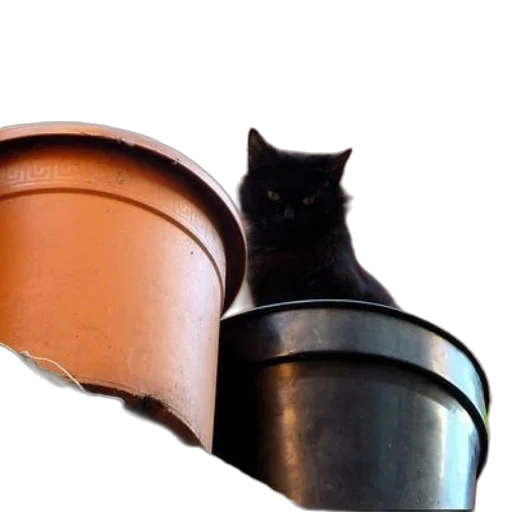 hat, shoes, furniture, staff transparent PNG cut-out