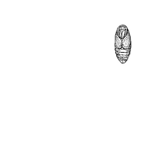 shoes, crown, mask, jewelry transparent PNG cut-out