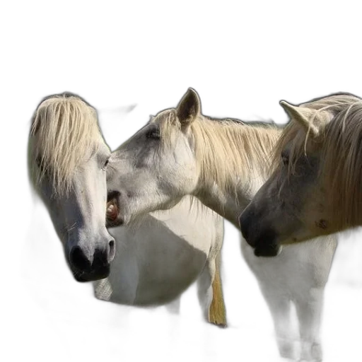 animal, hair, creature, hat transparent PNG cut-out
