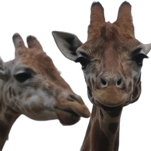 animal, creature, face, staff transparent PNG cut-out