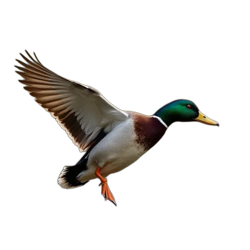 animal, food, staff, creature transparent PNG cut-out