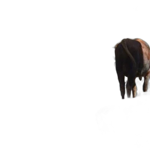 animal, creature, hat, furniture transparent PNG cut-out