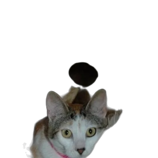 hat, staff, animal, crown transparent PNG cut-out