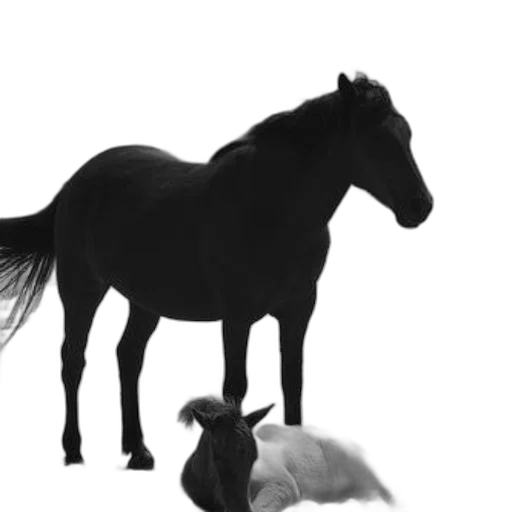 animal, creature, hat, hair transparent PNG cut-out