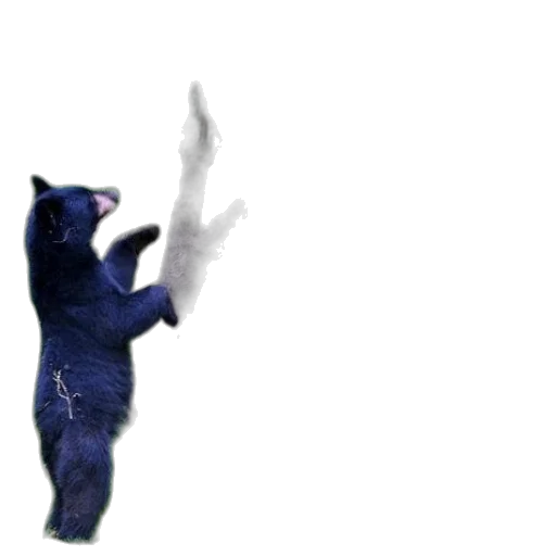 animal, creature, staff, dress transparent PNG cut-out